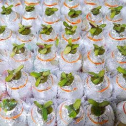 Kaju Kalash 1.5 Kg with Rakhi - Canada Delivery Only Kaju Kalash 1.5 Kg with Rakhi - Canada Delivery Only